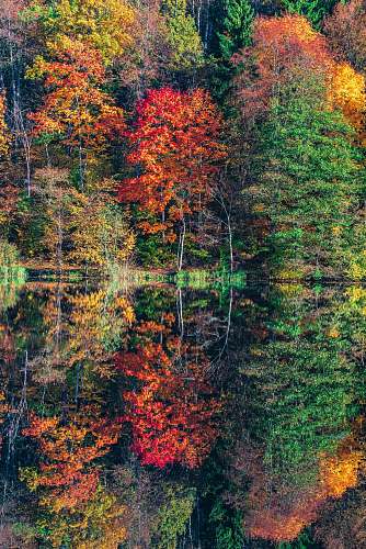 plant view of trees nature