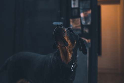 pet black and tan short coat medium sized dog canine