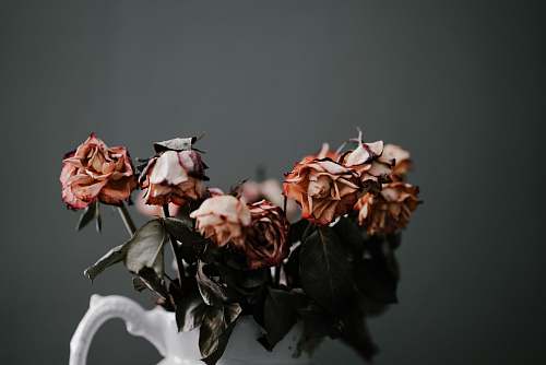 flower orange petaled flower rose