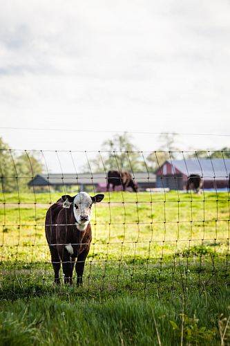 vertical shot of cow after wiring