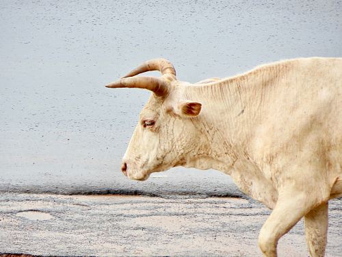 a white cow walking on a wet road