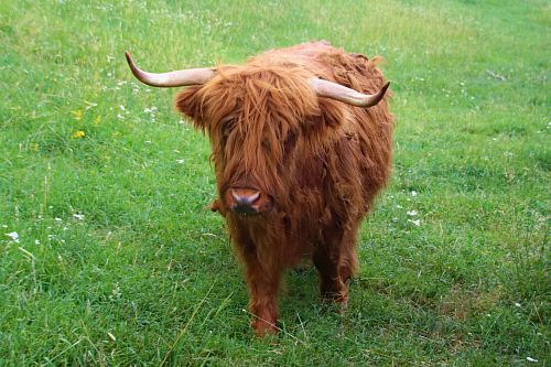 a brown cow standing in a field