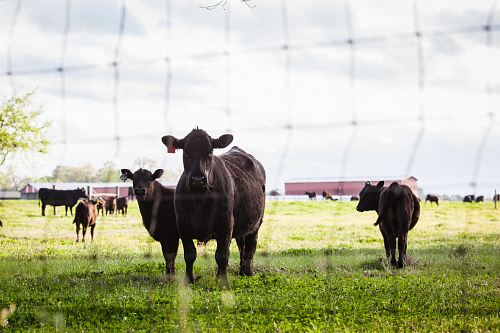 a herd of cows