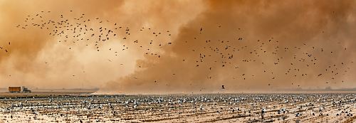 a large group of birds flying over a field