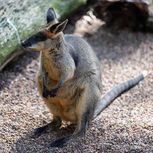 a wallaby at the zoo