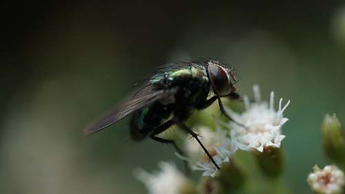 asilidae  fly