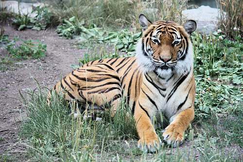mammal Bengal tiger reclining on green grass tiger