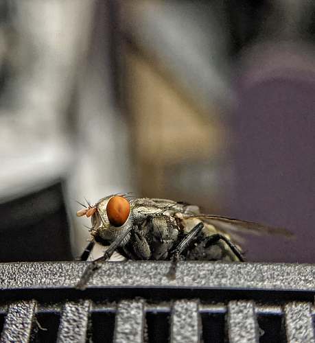 asilidae black and brown fly fly