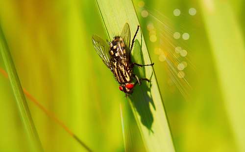 asilidae black housefly fly