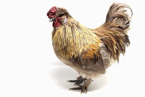 chicken brown and yellow hen poultry