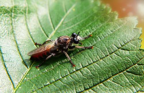 asilidae brown bee on green leaf invertebrate