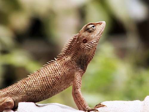 reptile brown lizard lizard