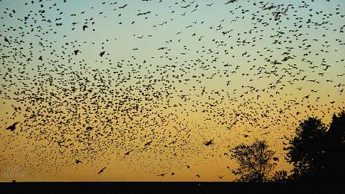 flock flock of birds flying in the sky during sunset bird