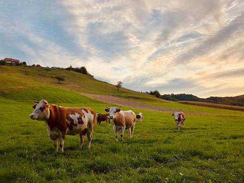 cattle herd of cattle standing near house cow