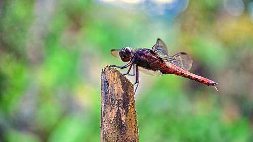 insect red and black dragonfly on brown tree trunk dragonfly