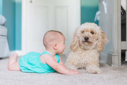 dog baby crawling near long-coated brown dog near door canine