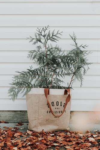 plant green-leafed plant on gift bag tree
