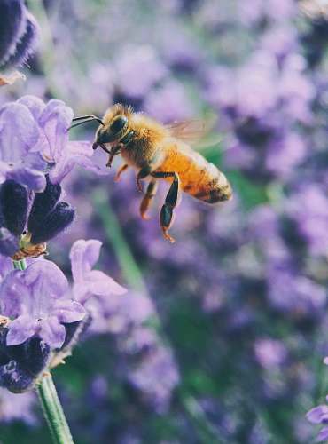 insect macro shot photography of brown bee flower