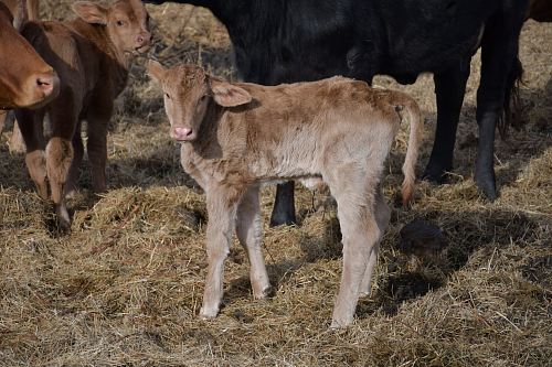 beige cattle cub