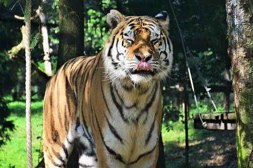 Bengal tiger standing during daytime
