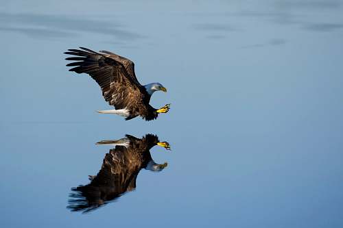 animal American bald eagle over body of water eagle