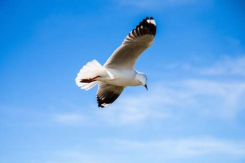 animal black and white bird flying under blue sky seagull