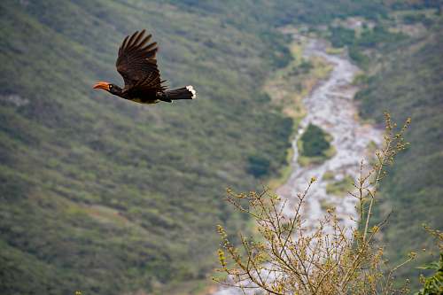 animal black flying bird above green mountains south africa