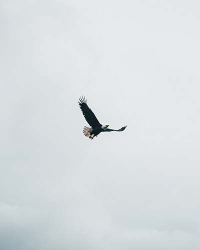 animal flying bald eagle during daytime eagle