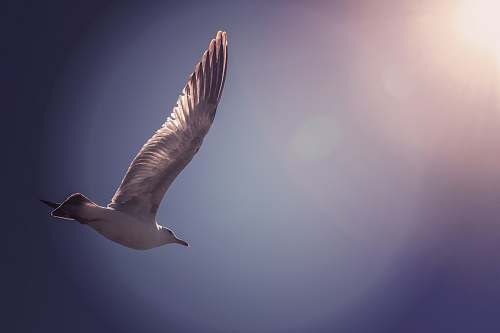 animal flying bird booby