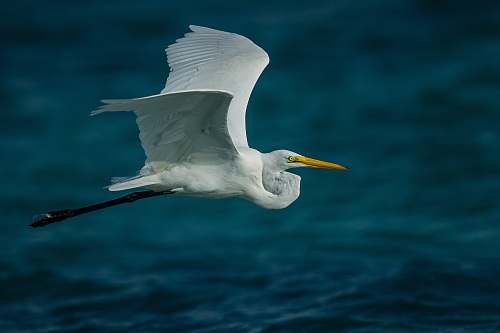 animal flying white bird near body of water beak