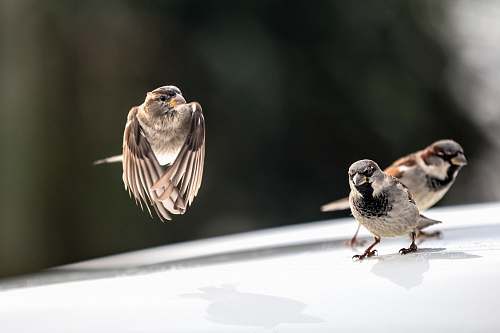 animal hummingbirds shallow focus photography sparrow
