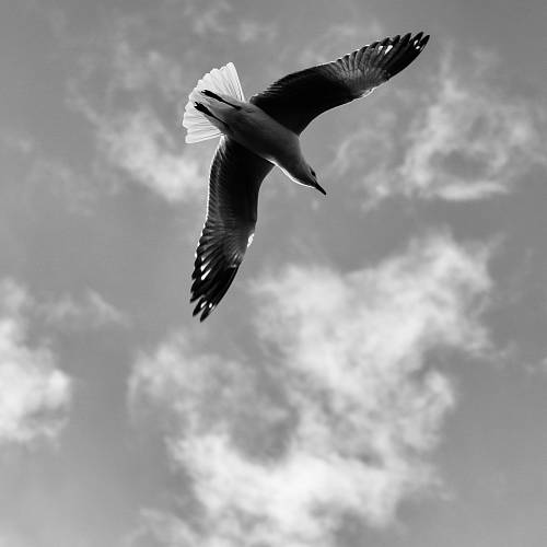 bird in flight