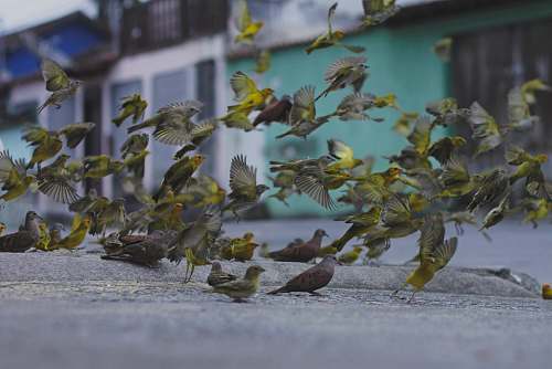 birds shallow focus photo of birds in flight pigeon