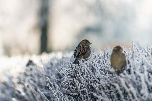 sparrow two brown birds on snowfield plant animal