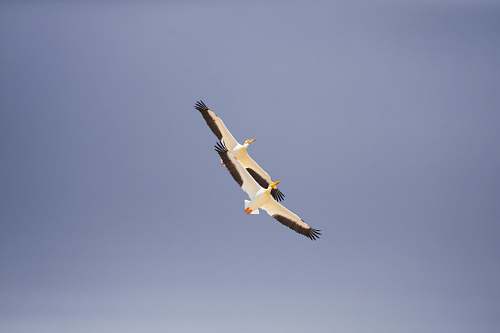 wing two white-and-black birds flying flight
