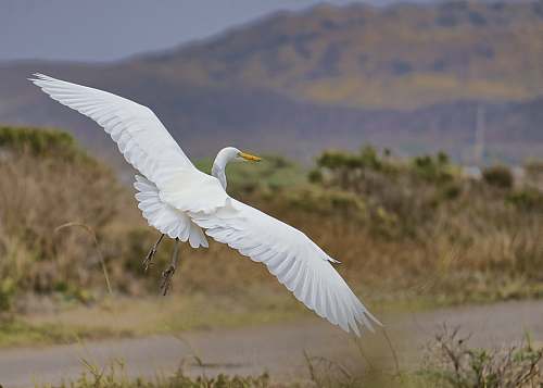 animal white bird over green grass heron