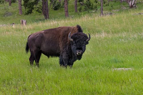 bison standing on grass field