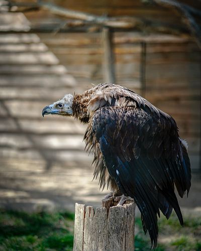 black and brown bird perching