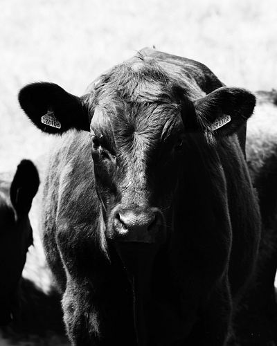 black and gray animal close-up photography