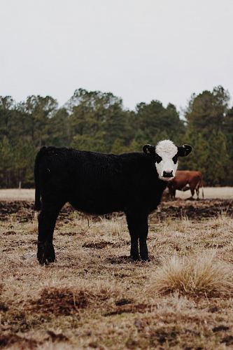 black and white cow