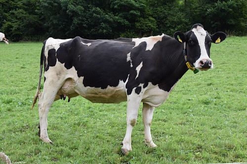 black and white cow standing on grass field