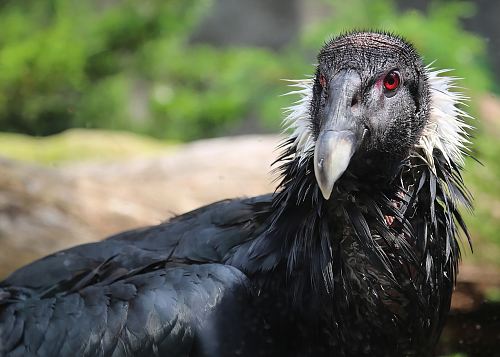 black and white short-beak bird