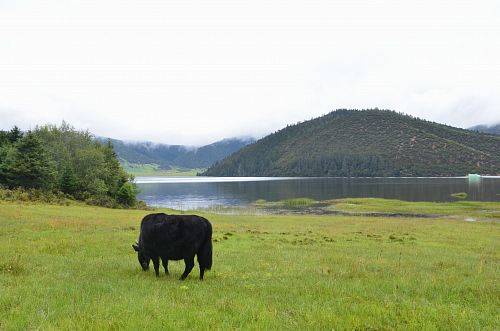 black animal eating grass near body of water during day