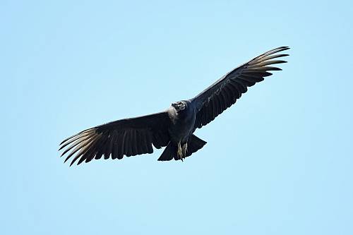 black bird flying under blue sky