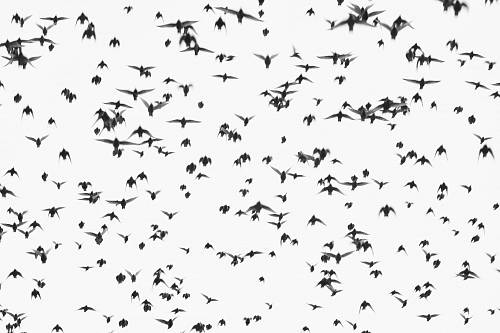 black birds flying on sky