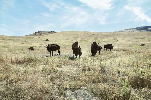 black bull on green grass