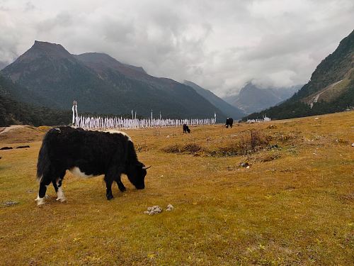 black cattle eating grass on the field