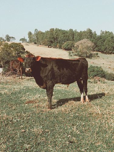 black cattle on grass