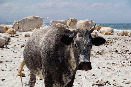 black cow and white cows
