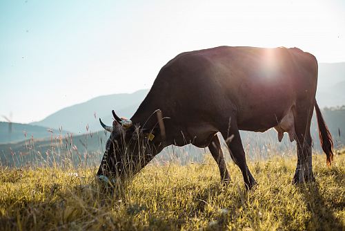 black cow during daytime